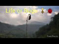 Cute little bugs bugs life  cute little insects  arunachal pradesh