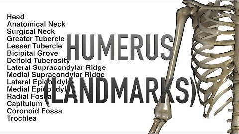 Humerus - Landmarks - Quiz