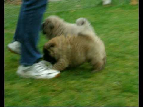 Video: Sådan Fodres Chow Chow Hvalpe