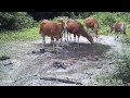 Banteng Thailand's Wild Cattle