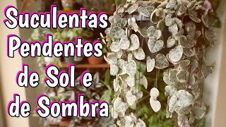 Suculentas Pendentes com nomes. Suculentas de sol e Suculentas de sombra  por Querida Planta - thptnganamst.edu.vn