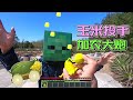 Minecraft in Real Life 當個創世神真人版 Plants vs. Zombies Cob Cannon is coming