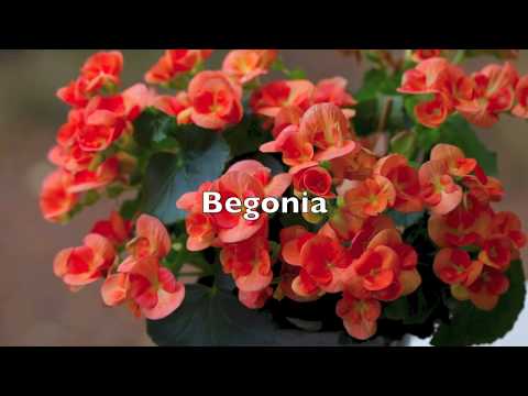 Video: 7 Bästa Vinterblommande Inomhusplanter Lista över Vinterblommande Blommor. Namn, Foton