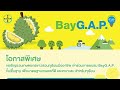 BayG.A.P. เพื่อมาตรฐานเกษตรที่ดีและเหมาะสม สำหรับเกษตรกรชาวสวนทุเรียนมืออาชีพ มีอะไรบ้าง?