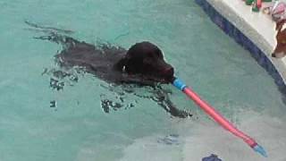 Godiva the Diving Dog - Trained at the Florida Dog Training School of Tampa