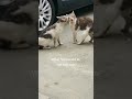 Best Funniest Animal Videos 2022 - Cute Cats  😹 and Funny Dogs 🐶