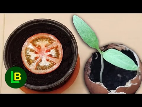 Video: Uzgoj paradajza iz sjemena: Kako posaditi sjemenke paradajza