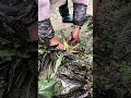 The Correct Way to Cut Stem Lettuce for Freshness