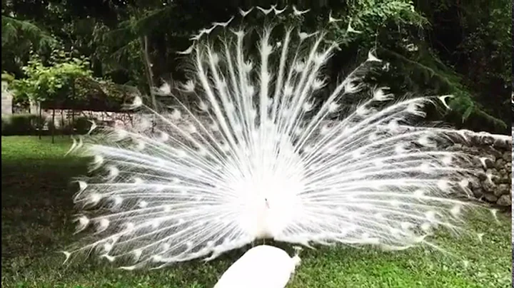 White peacock opening feathers. The most beautiful white peacock - DayDayNews
