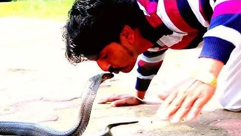 अगर यह पकड़ में नहीं आता ,तो कोहराम मचाता #highlights #snake #trendingshorts #trending #video 