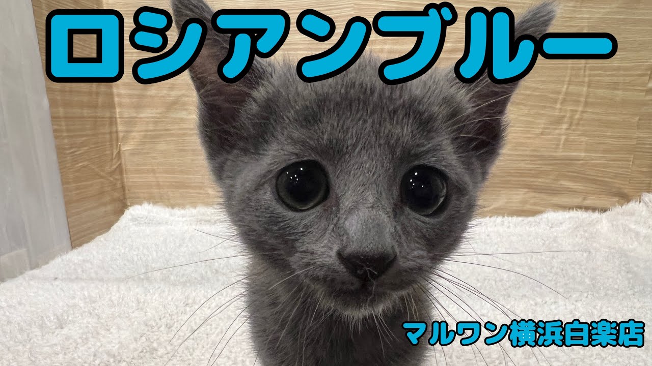 ロシアンブルー | ペットショップ マルワン 小さめ子犬 美形な子猫