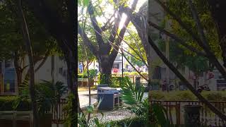 nyeger pagi di dalam taman jeruksing ponorogo