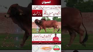 Al Haiwan Red Brahman Bull Mr. Rango Result