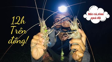 Thử sống 12h trên đồng bắt tôm càng,cá & cắm câu đêm | Phạm Tấn Sang