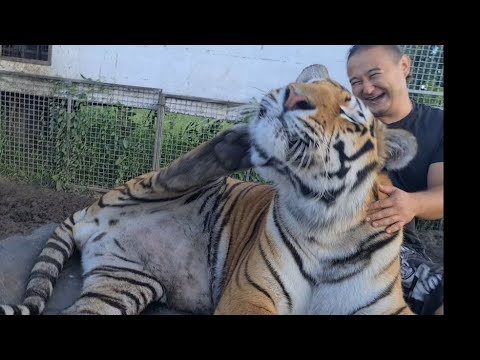 Video: Tiger Momni kim yozgan?