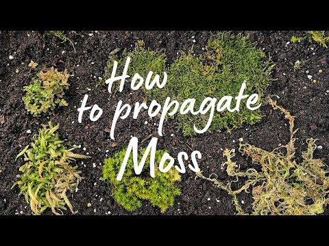 Moss conservation & propagation