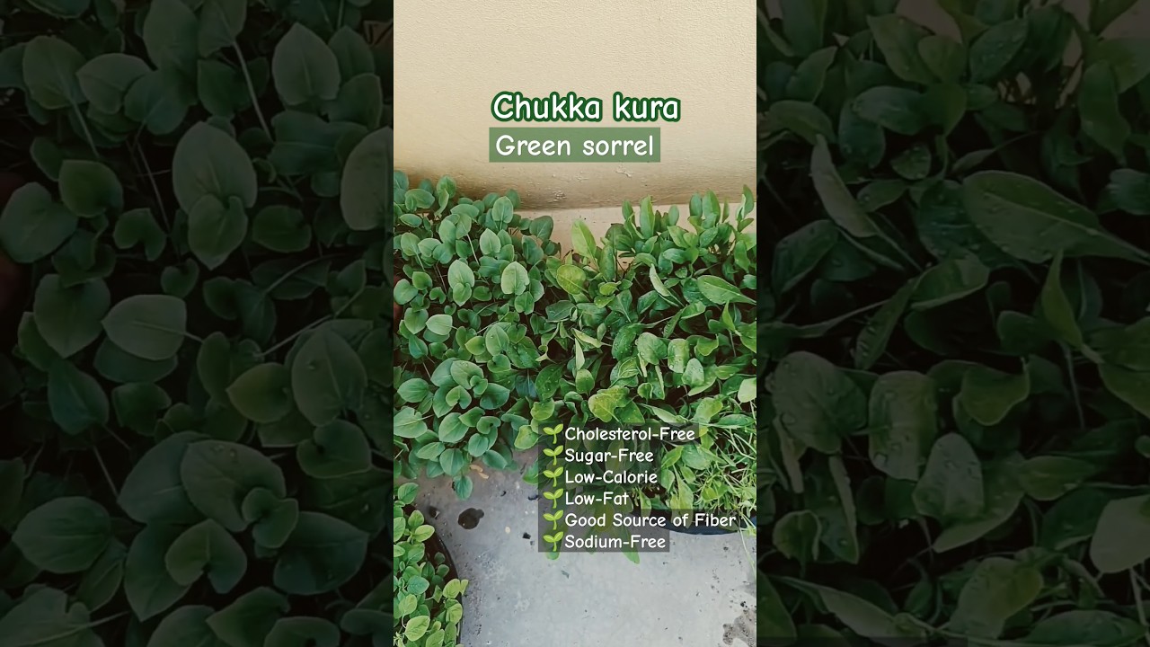 Green Sorrel- (Chukka kura) 