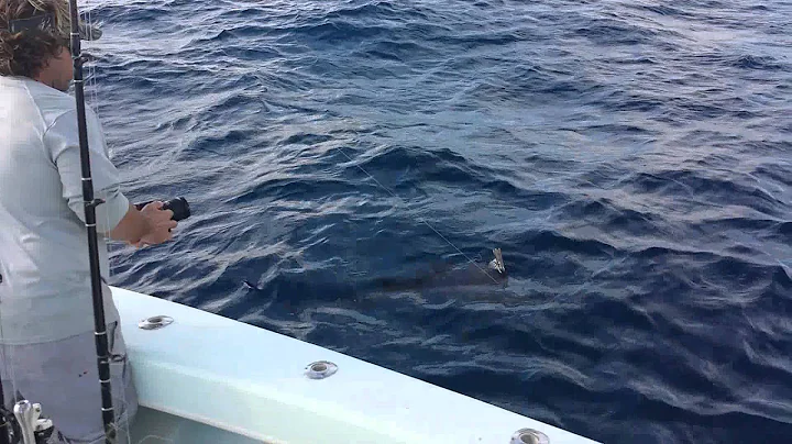 Catching My First Sailfish 12.27.2013 WPB, FL