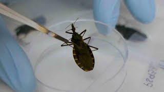 Scientists Warn About Chagas Disease Spread By Kissing Bugs