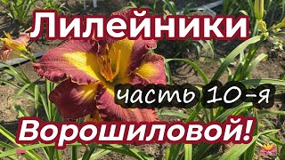 Лилейники Ворошиловой А.Б. Часть 10 / Сад Ворошиловой