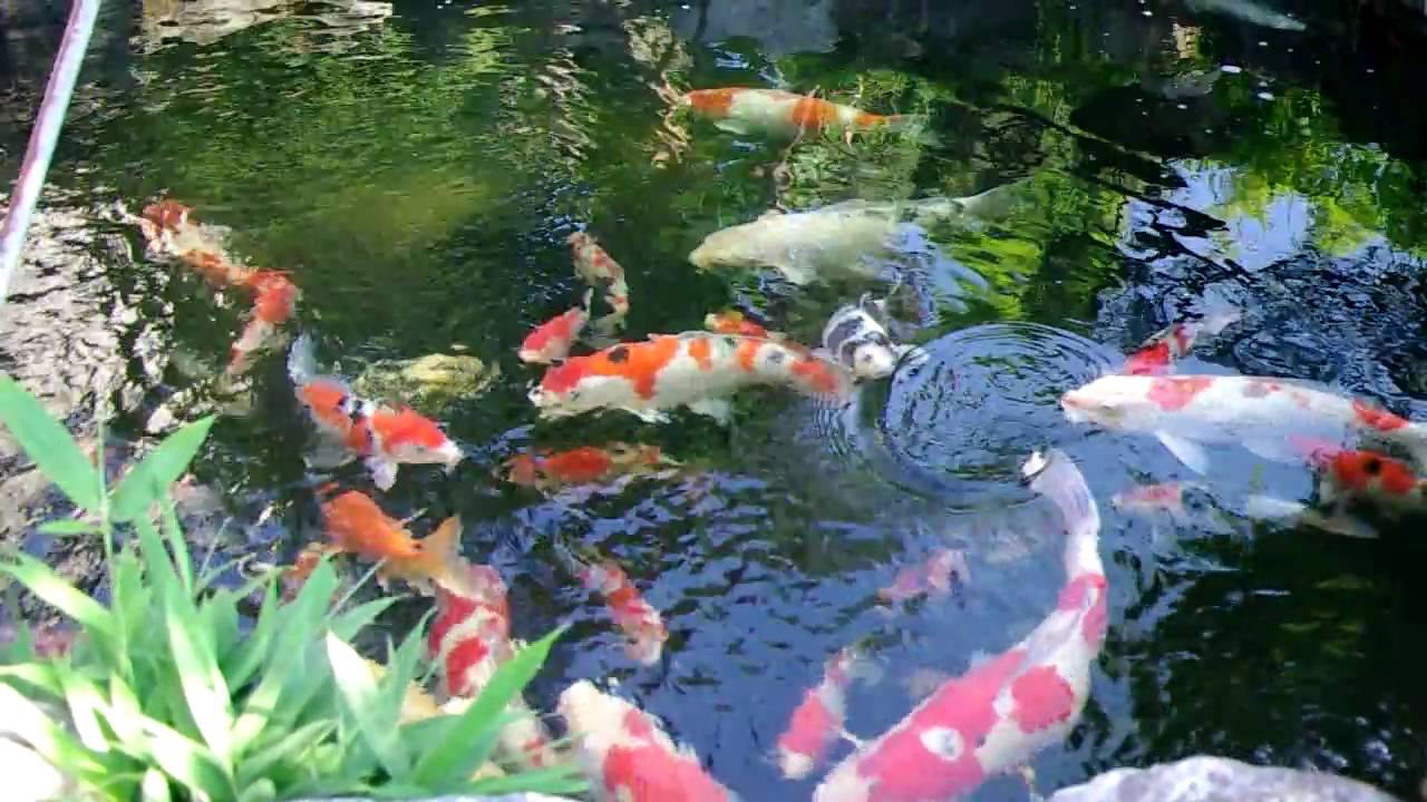 carpes-koi-bassin-poisson-hors-sol-paroi-verre-terrasse-contrebas