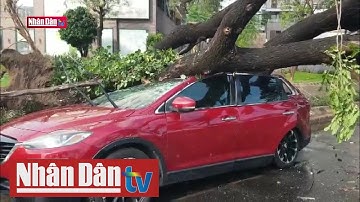 Cây xanh tại TP Hồ Chí Minh ngã đổ hàng loạt do mưa lớn