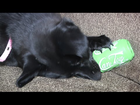 Video: Kotak Cokelat Bulanan dari Bitchfix Membantu Memperbaiki Pet Overpopulation