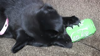 Can Toy by Soda Pup from True Dog