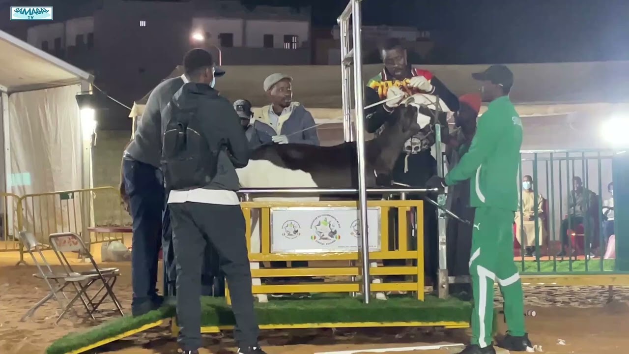 FOREB 2026 CONCOUR FEMELLES ADULTES