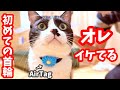 【保護猫】初めての首輪姿に自分で惚れ惚れしちゃった脱走家出猫 エアタグ