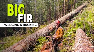 86. Falling & Bucking a Big Fir Tree | HeliLogging