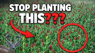 How To Clover Food Plots For Deer And Turkey