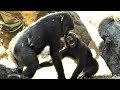 モモカ劇場　モモカとリキの大運動会　上野動物園　ニシゴリラ