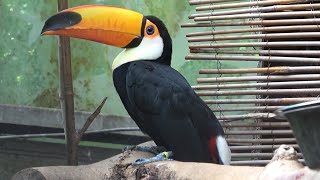 Toco Toucan
