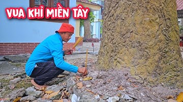 Vua Khỉ cưa hạ gốc 2 cây Dầu khủng có xe cẩu hỗ trợ (1/3)...