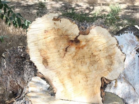 Video: Birch Burl (28 Photos): Crafts And Products From Burl On A Birch. What Is It And How To Process It? How To Dry With Your Own Hands And Where To Find It? What Does It Look Like?