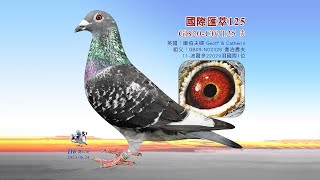 【歐洲特賣會】GB20-C07125
