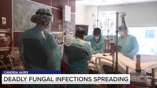 Rapidly spreading fungus already in 28 states, including Illinois, presents ‘urgent’ threat, CDC war