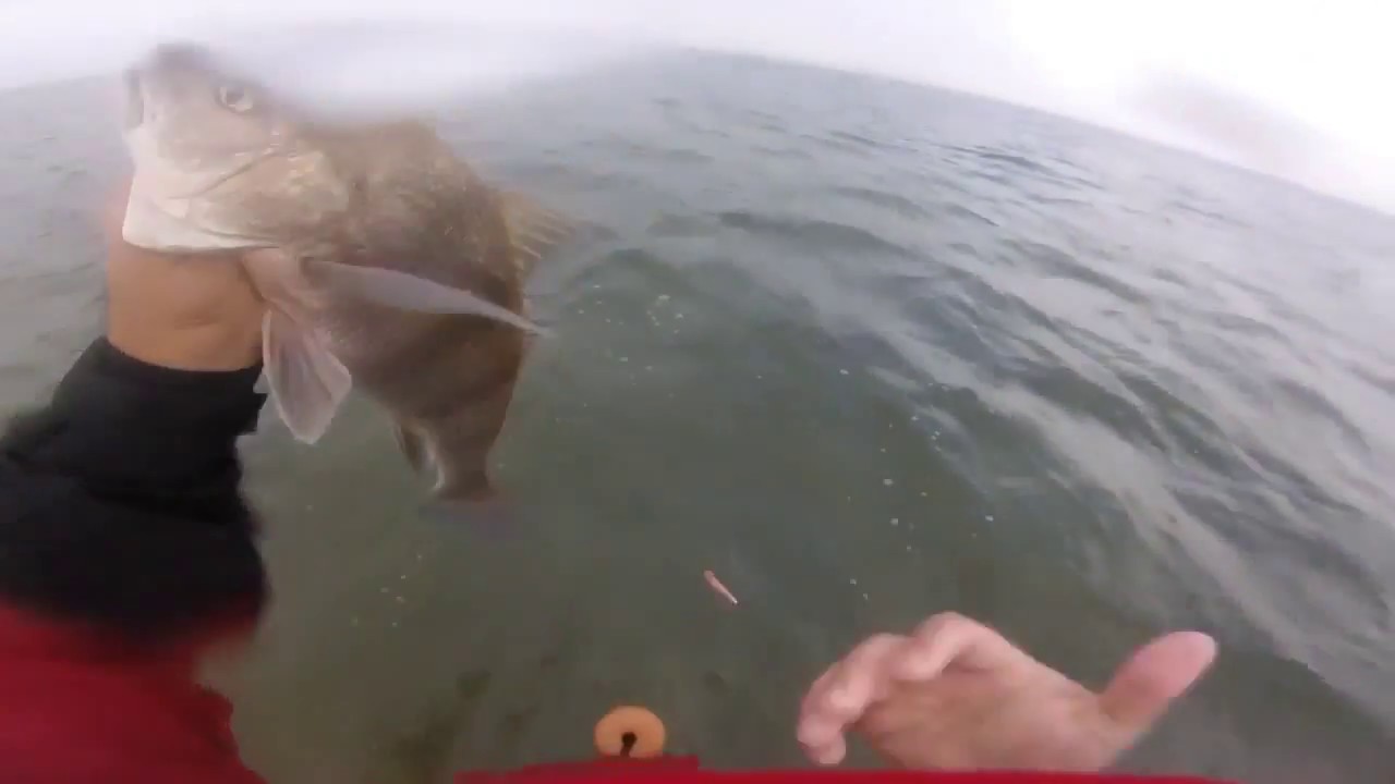 Catching Drum on Lures!? Wade fishing Bird Island Basin YouTube