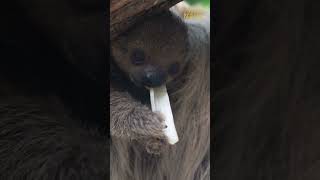 Naissances 2025 À Beauval Découvrez Les Bébés Animaux