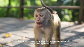 Monkeys in Just 1 Minute! | 1 Minute Knowledge
