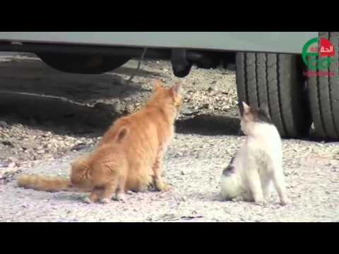 سكان اسكان المكرمة الملكية في جاوة يشتكون ضعف البنية التحتية والخدمات.. تقرير تلفزيوني