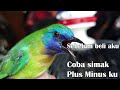 plus minus pelihara burung kinoi