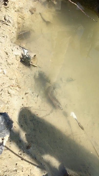 WRONG TARGET// THEIR CHILDREN COME OUT #shorts #fishing #eel