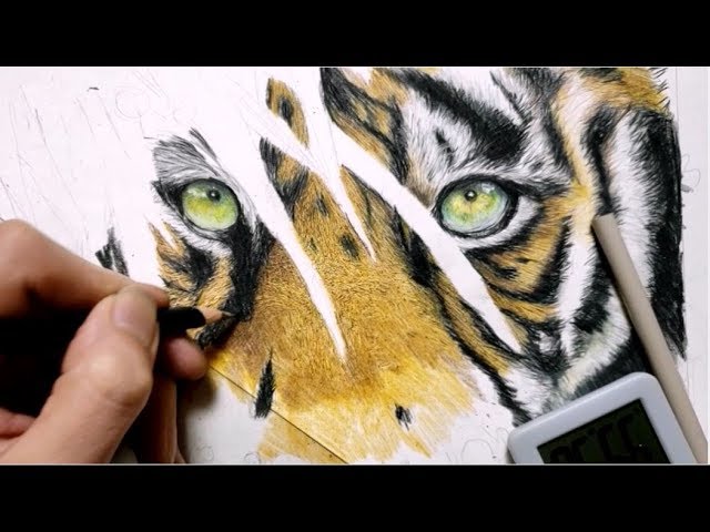 色鉛筆でトラを描いてみた Drawing Tigers Realistically With Colored Pencils Youtube