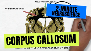 What is the corpus callosum and its function?