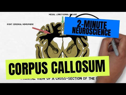 2-Minute Neuroscience: Corpus Callosum