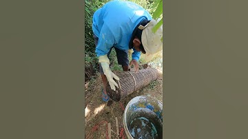 Easy Snake Trap Using Bamboo Trap 🐍 #shorts