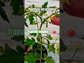 Piantine #pomodoro di gennaio #inverno