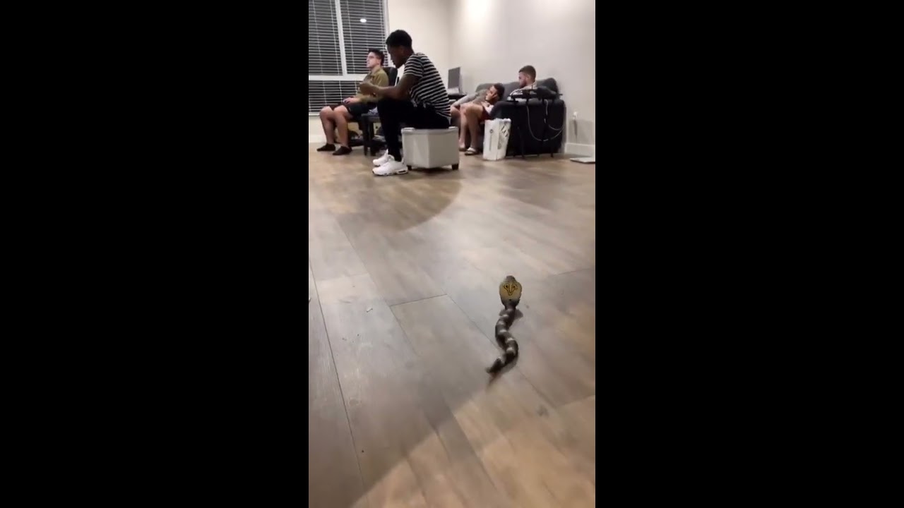 Pranking My Roommates With A Remote Control Snake Shorts